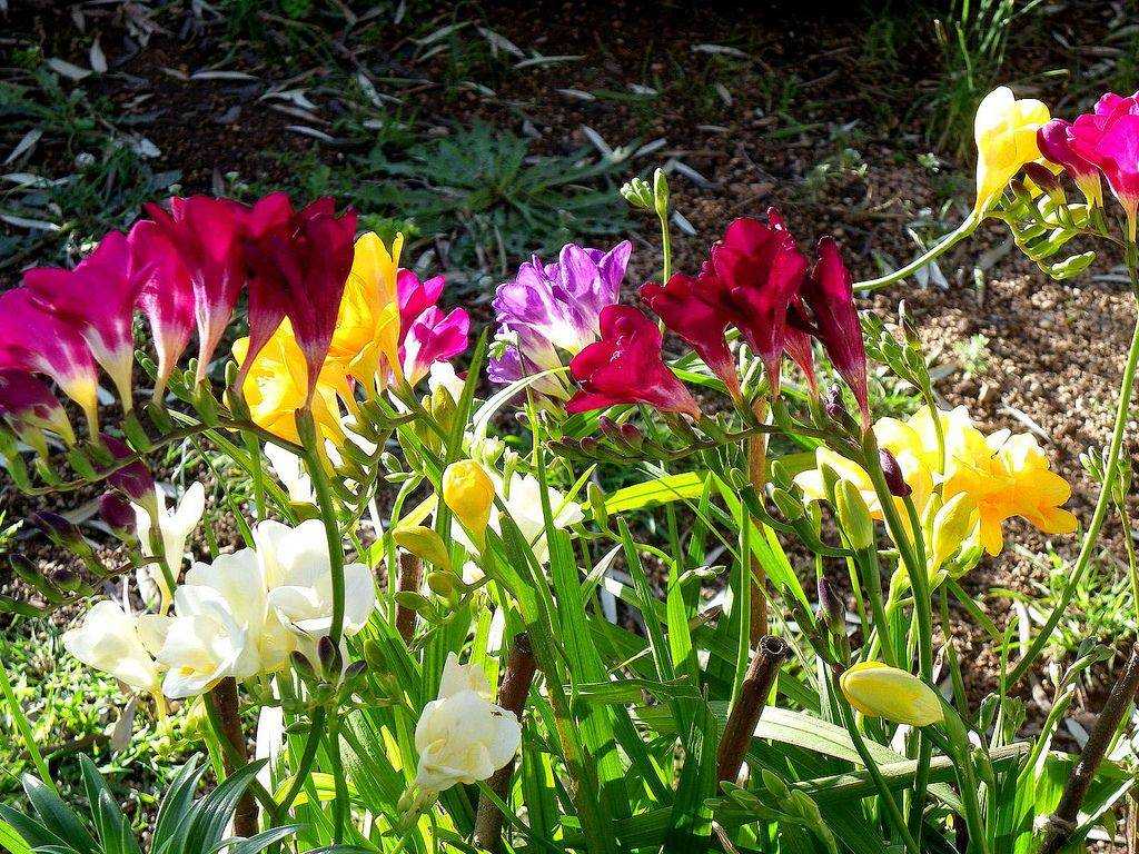 Цветы фрезия посадка и уход в саду фото