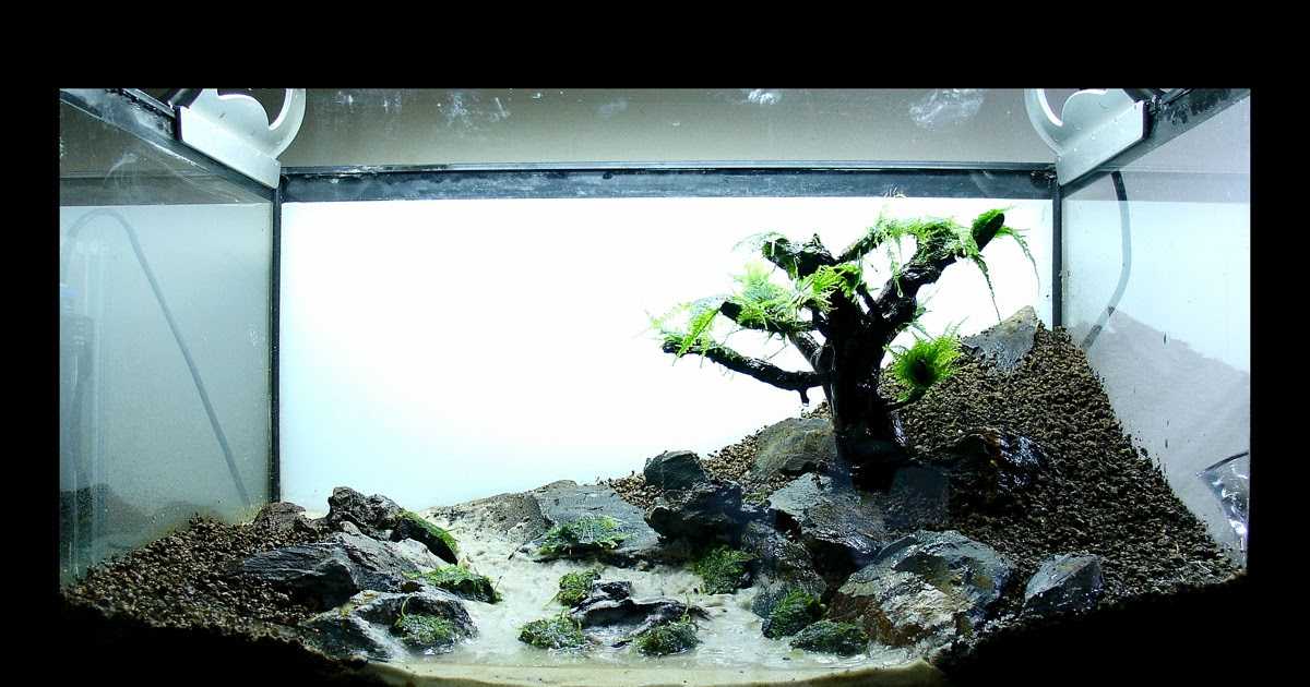 Оформление аквариума: самый красивый дизайн на 50, 100 и 200 литров с корягами и камнями для рыбок
 - 44 фото