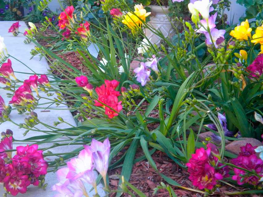Цветы фрезия посадка и уход в саду фото