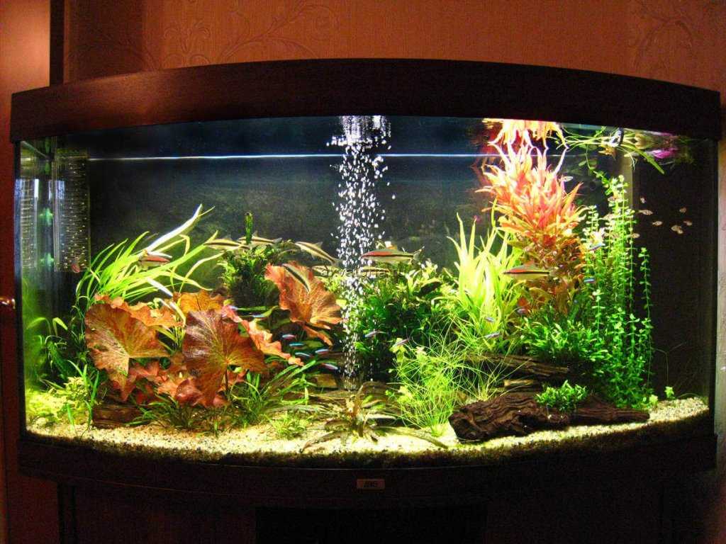 Как правильно оформить аквариум, декорациями | аквариумные рыбки