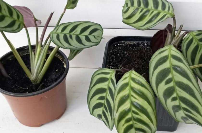 Комнатное растение Маранта: как правильно за ним ухаживать, при какой температуре и где лучше хранить, как поливать. Размножение марантовых в условиях квартиры